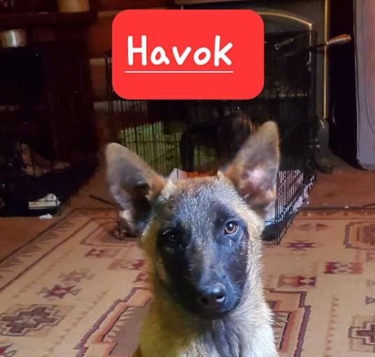 Photo of Havok