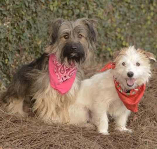 Photo of Ella and Shelby