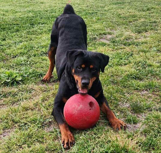 Photo of Onyx