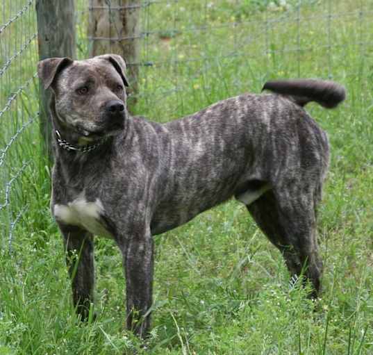 Photo of Starsky