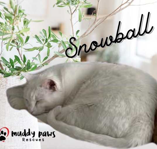 Photo of Snowball (Courtesy Post)