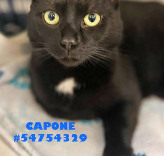 Photo of Capone