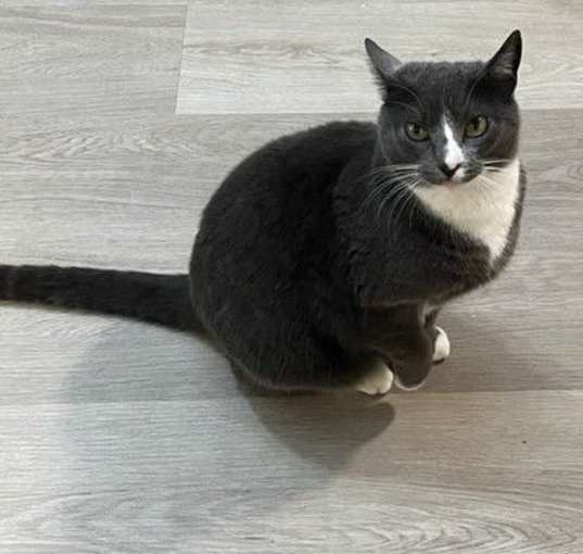 Photo of Meowzer