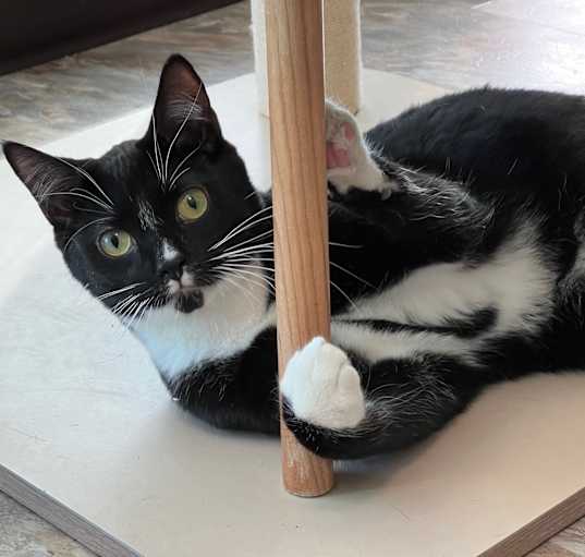 Photo of Tux