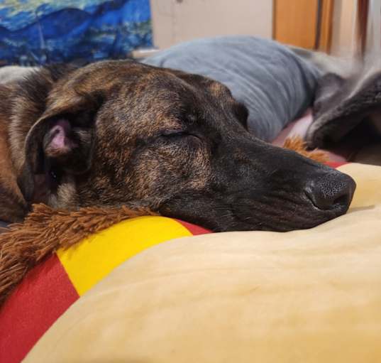 Photo of Apollo