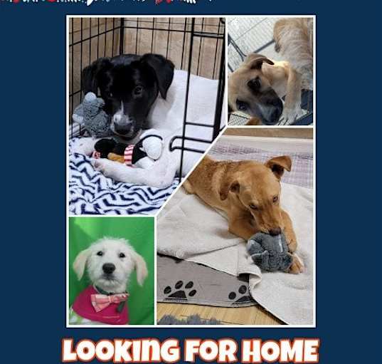 Photo of Dogs need homes