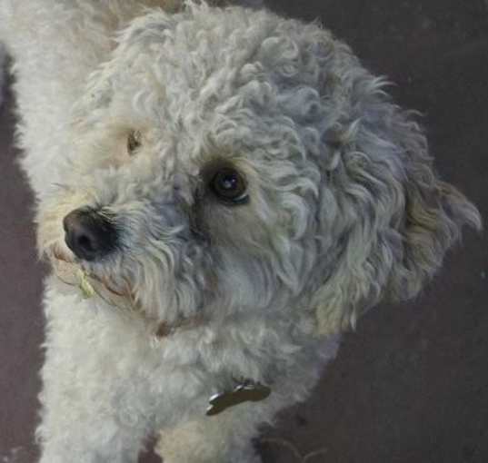 Photo of Charlie (two)