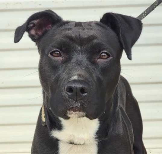 Photo of Bonnie