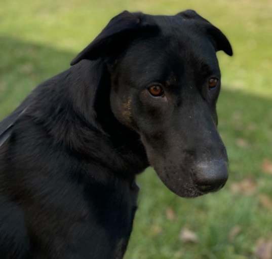 Photo of Molly