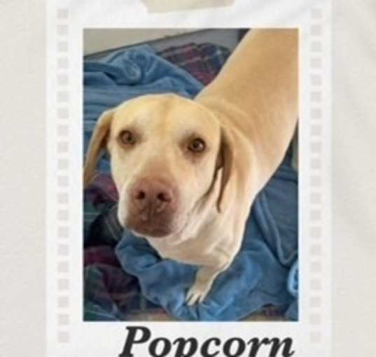 Photo of Popcorn