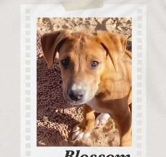 Photo of Blossom