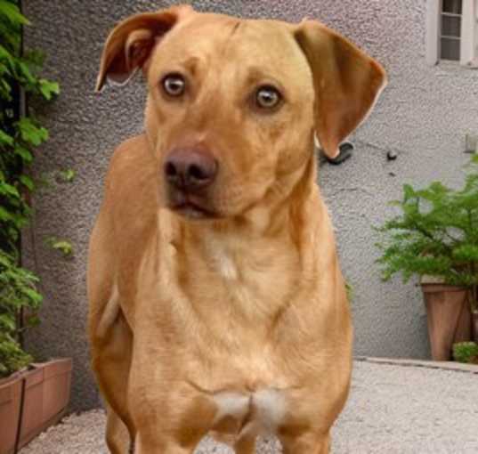 Photo of Hugo