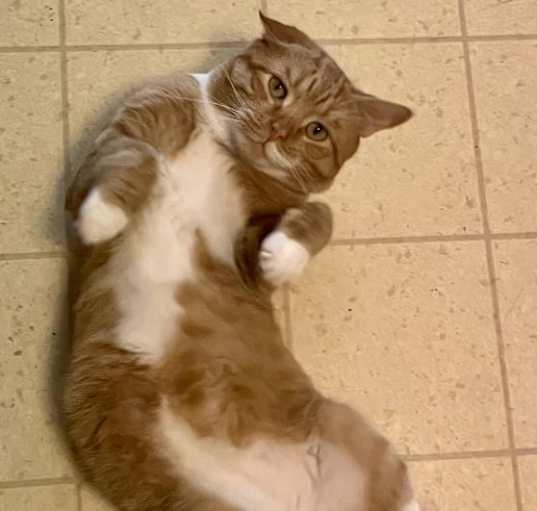 Photo of GeeBee