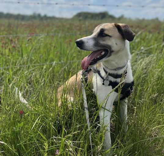 Photo of Odin