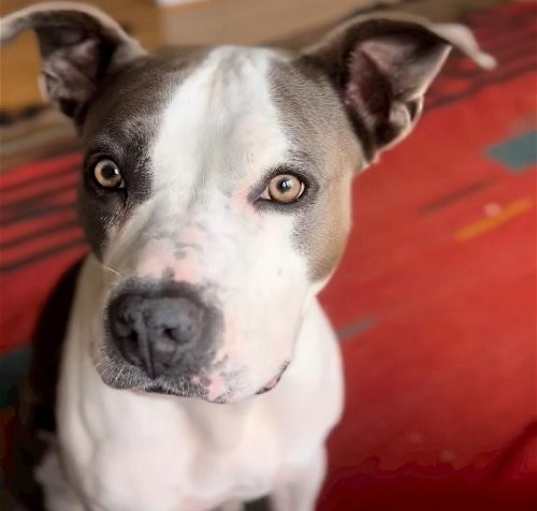 Photo of PHOEBE (COURTESY POST)
