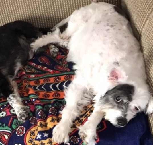 Photo of Charlie & Patches BONDED