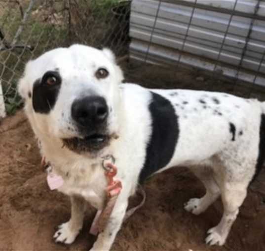 Photo of Dora