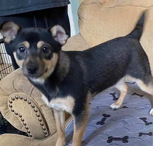 Photo of Chocolate chip