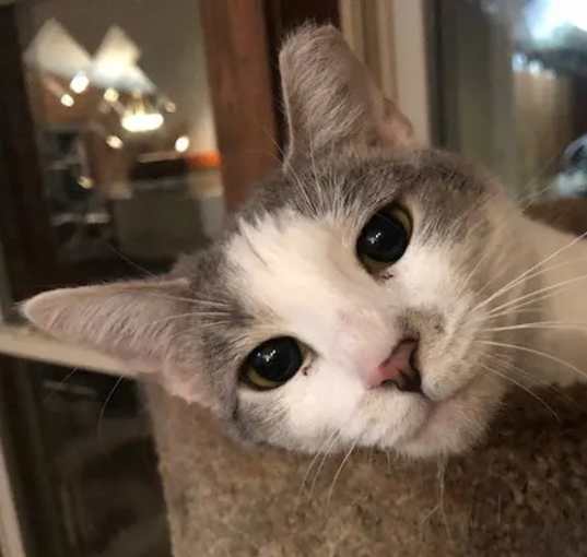 Photo of Daphne (adult)