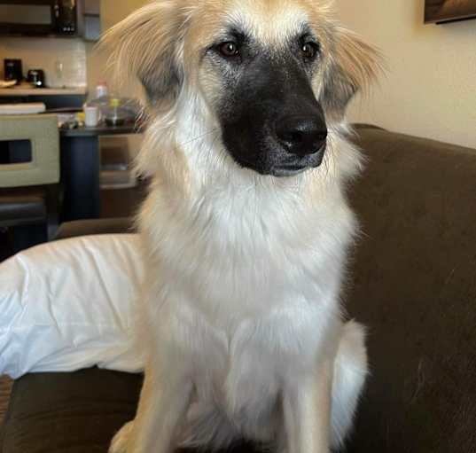 Photo of Riley