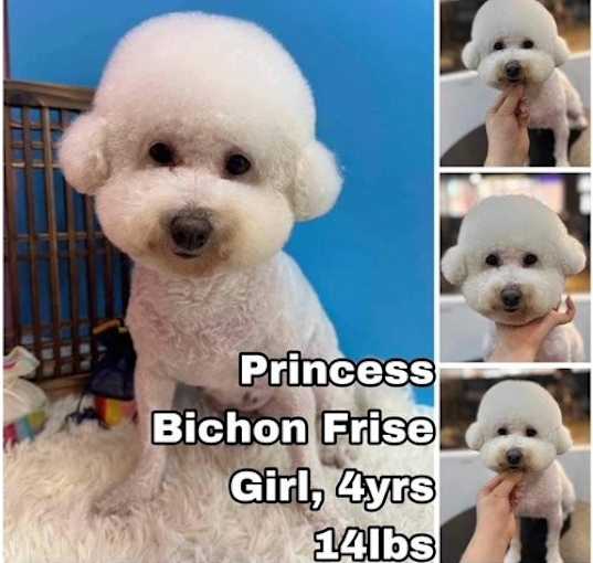 Photo of Princess from Korea