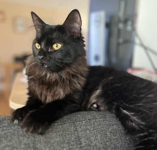 Photo of Shadow