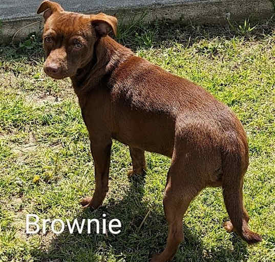 Photo of Brownie