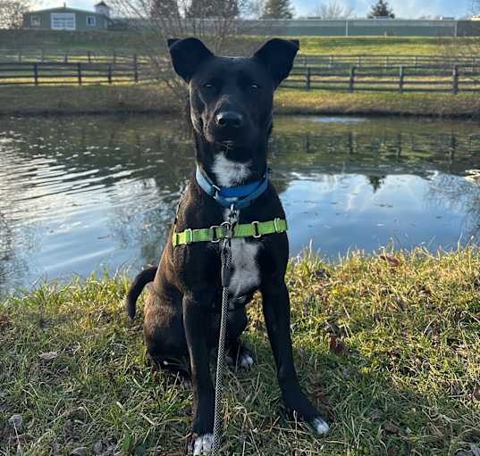 Photo of Roxy