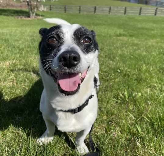 Photo of Hopper