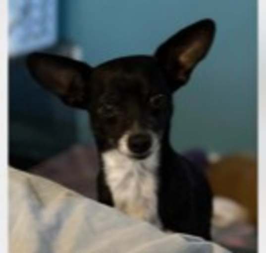 Photo of Tripp