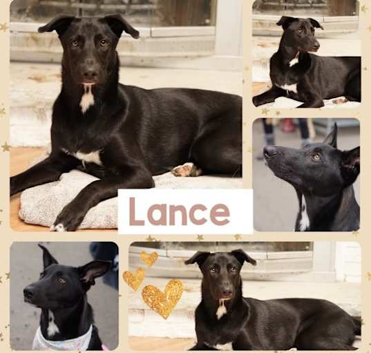 Photo of Lance