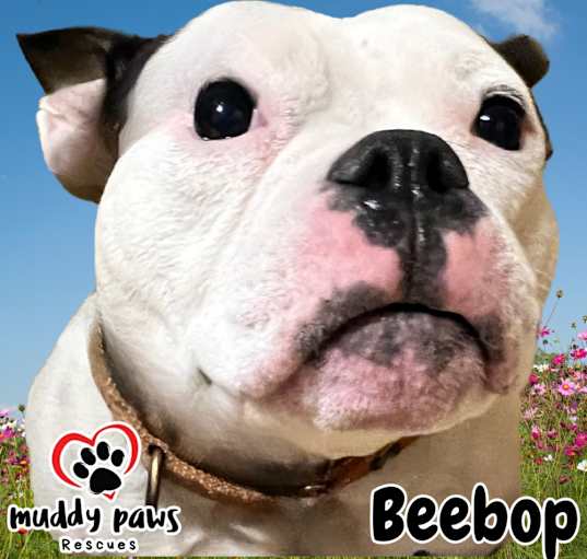 Photo of BeeBop