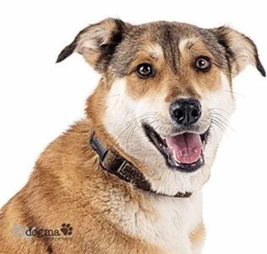 Photo of Biscuit