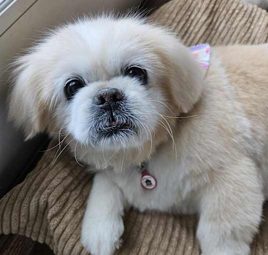 Photo of Teddy