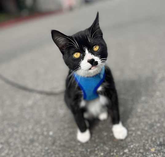 Photo of Rogue