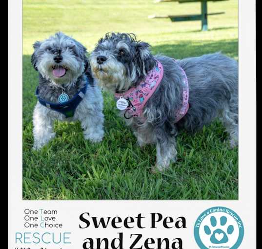 Photo of Sweet Pea (Bonded Pair with Zena)  030224