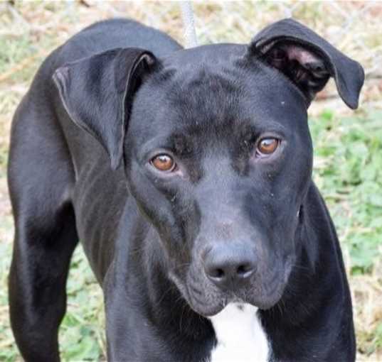 Photo of Jet