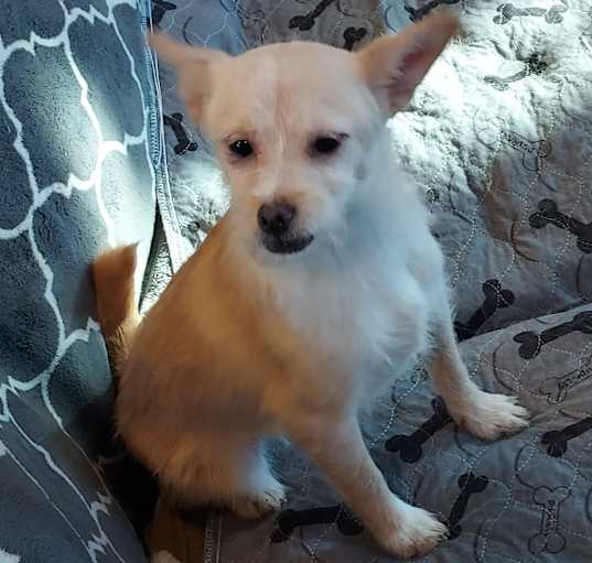 Photo of Snickerdoodle