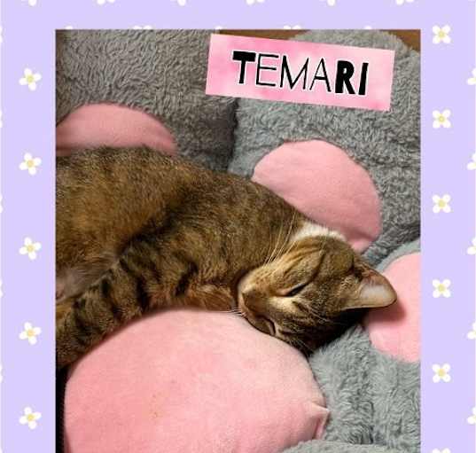 Photo of Temari