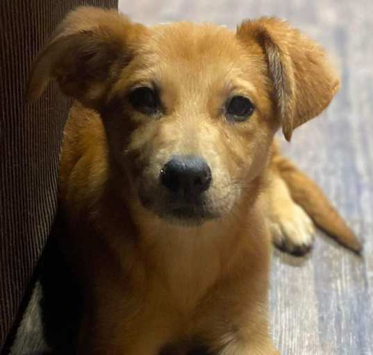 Photo of Luna
