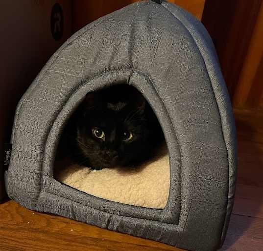 Photo of Onyx