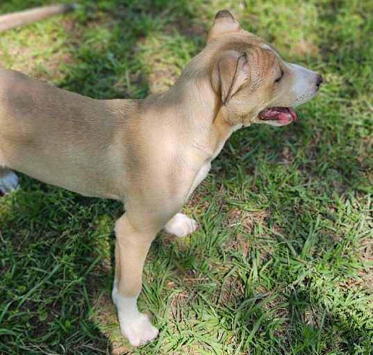 Photo of Peppermint Patty