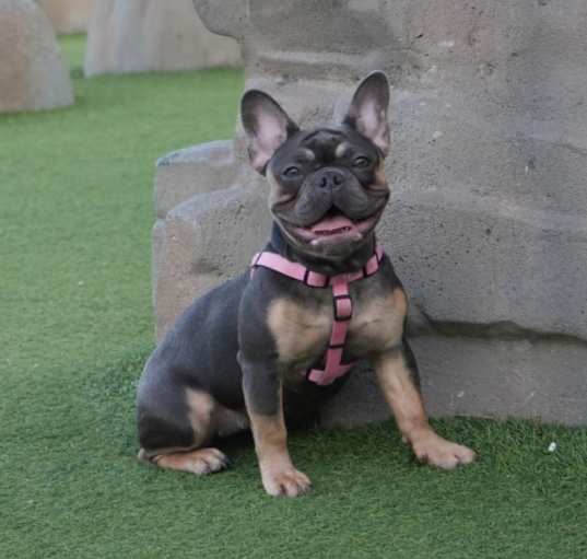 Photo of Belle
