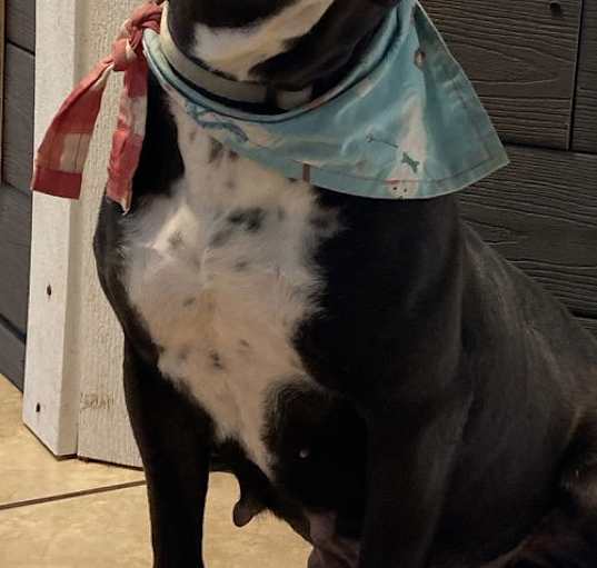 Photo of Pebbles