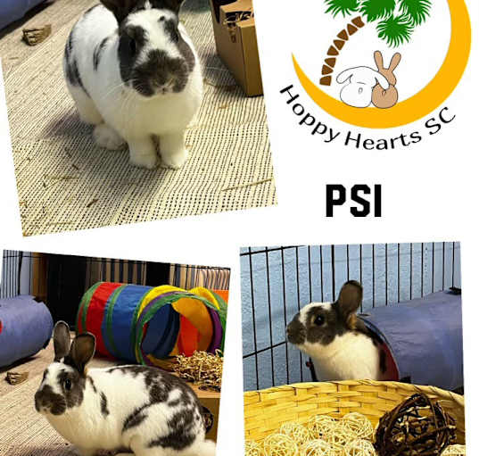 Photo of Psi (aka Simon)