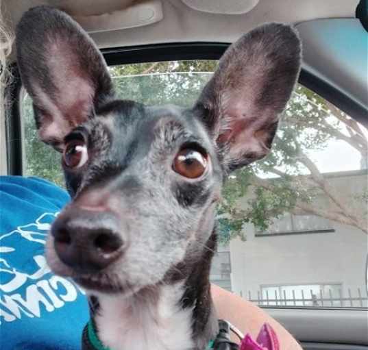 Photo of Chica