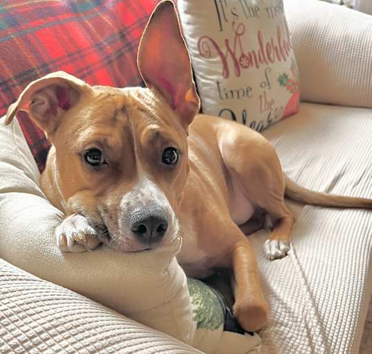Photo of Cooper