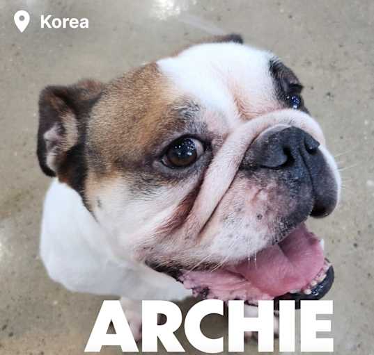 Photo of ARCHIE