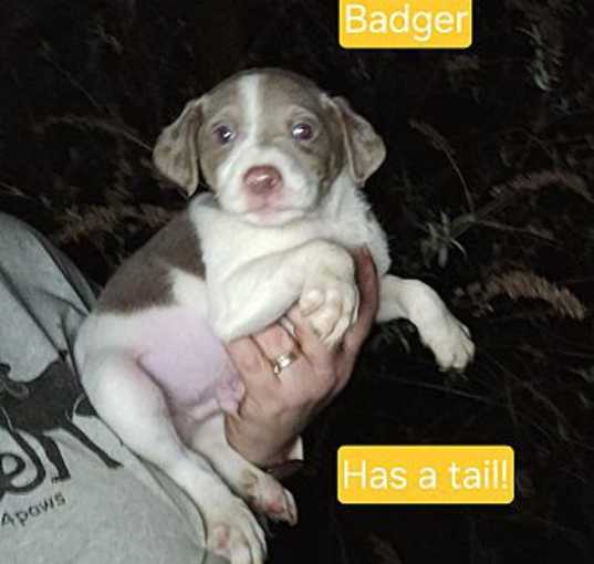 Photo of Badger