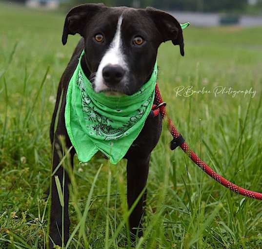 Photo of Lucas - Adoptable